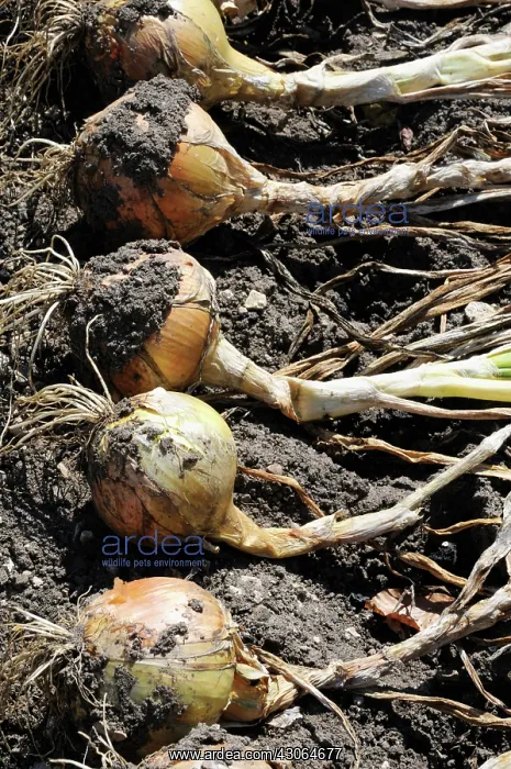 : Onion, White onion, Allium cepa : Onion, White onion, Allium cepa