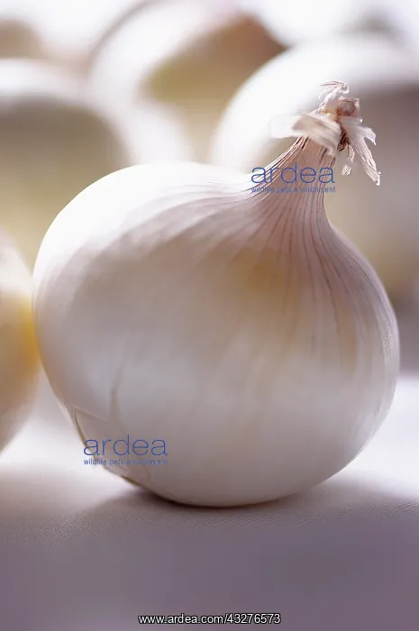 : Onion, White onion, Allium cepa, White subject : Onion, White onion, Allium cepa, White subject