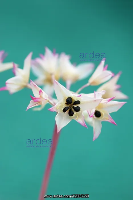 : Onion, Wild Onion, Allium crispum : Onion, Wild Onion, Allium crispum