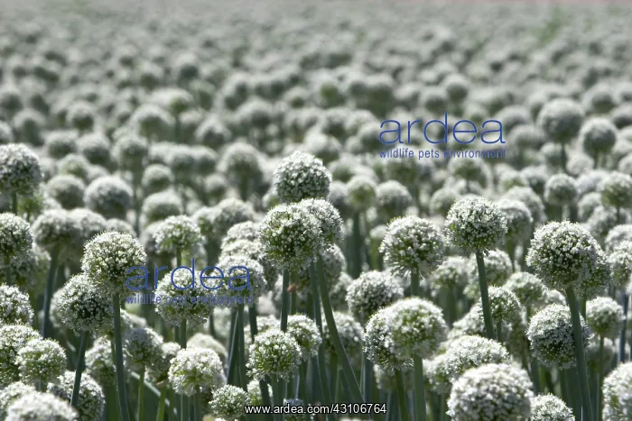 : Onions. A crop of onions (Allium cepa) with seed heads in Canyon County, Idaho : Onions. A crop of onions (Allium cepa) with seed heads in Canyon County, Idaho