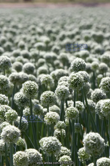 : Onions. A crop of onions (Allium cepa) with seed heads in Canyon County, Idaho : Onions. A crop of onions (Allium cepa) with seed heads in Canyon County, Idaho