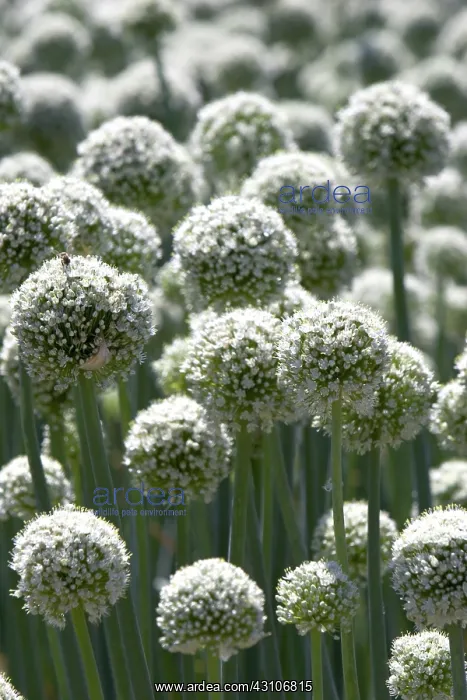 : Onions. A crop of onions (Allium cepa)with seed heads in Canyon County, Idaho : Onions. A crop of onions (Allium cepa)with seed heads in Canyon County, Idaho