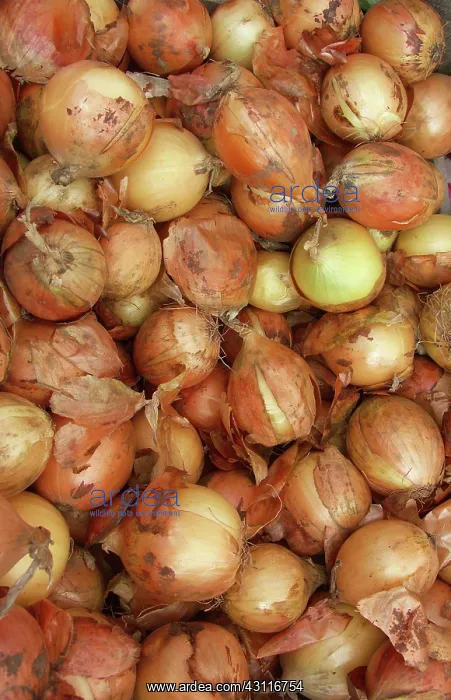 : Onions (Allium cepa). This vegetable contains a variety of vitamins : Onions (Allium cepa). This vegetable contains a variety of vitamins