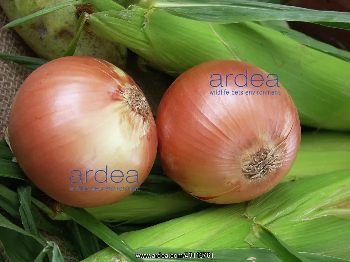 : Onions (Allium cepa). This vegetable contains a variety of vitamins : Onions (Allium cepa). This vegetable contains a variety of vitamins