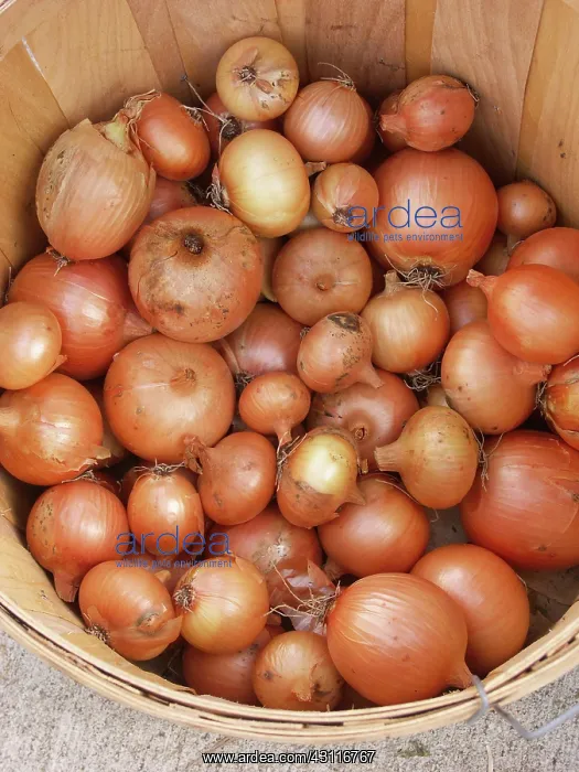 : Onions (Allium cepa). This vegetable contains a variety of vitamins : Onions (Allium cepa). This vegetable contains a variety of vitamins