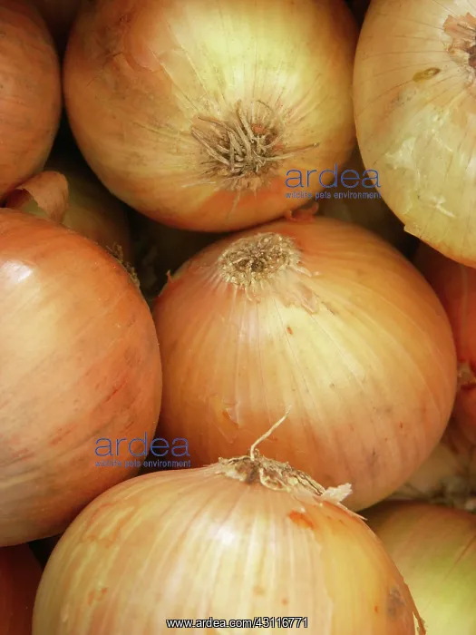 : Onions (Allium cepa). This vegetable contains a variety of vitamins : Onions (Allium cepa). This vegetable contains a variety of vitamins