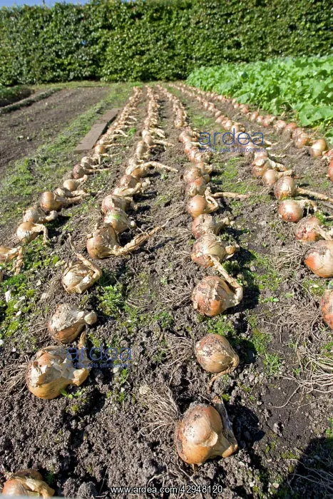 : Onions drying on soil : Onions drying on soil