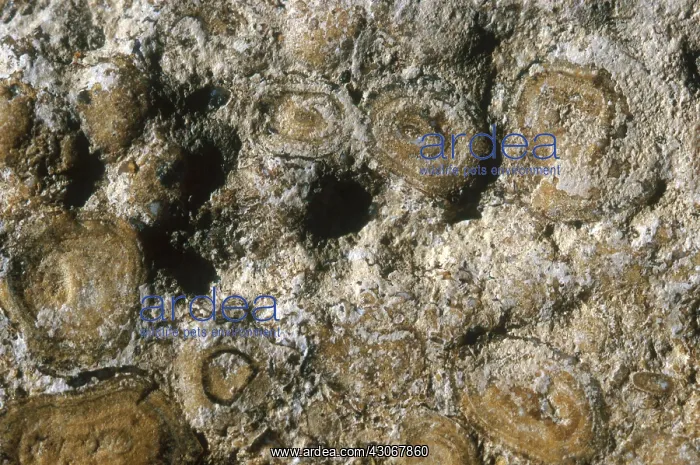 : Oolitic Limestone : Oolitic Limestone