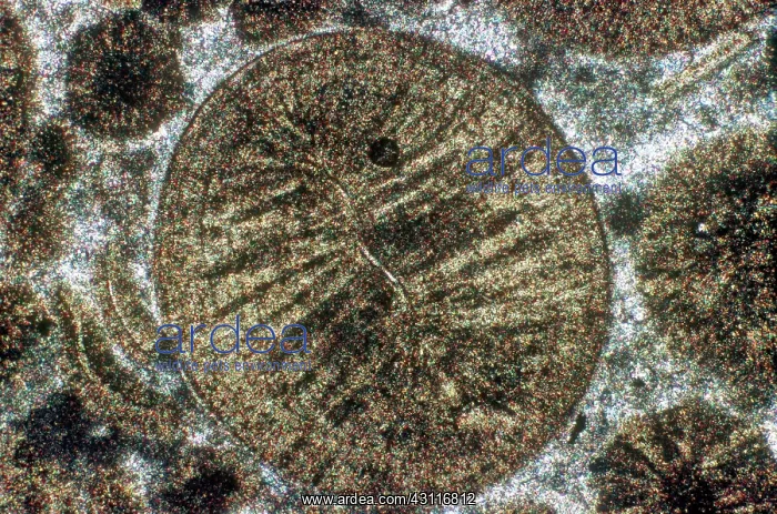 : Oolitic Limestone : Oolitic Limestone