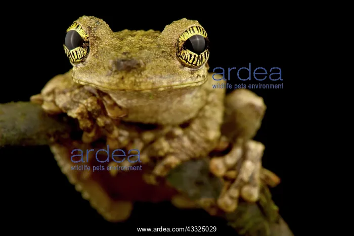: Oophagous slender-legged treefrog (Osteocephalus : Oophagous slender-legged treefrog (Osteocephalus