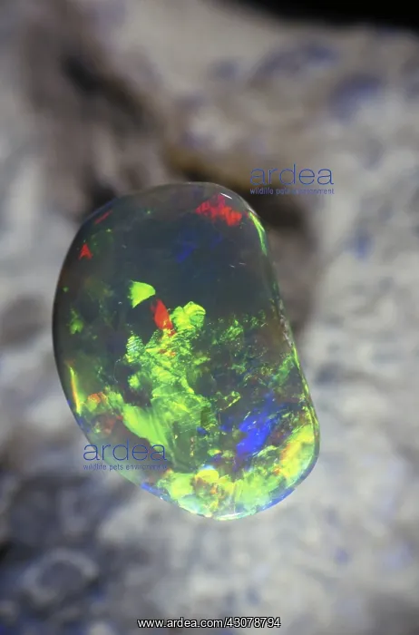 : Opal : Opal