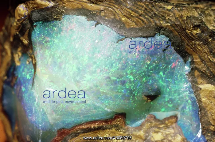  : Opal from Australia