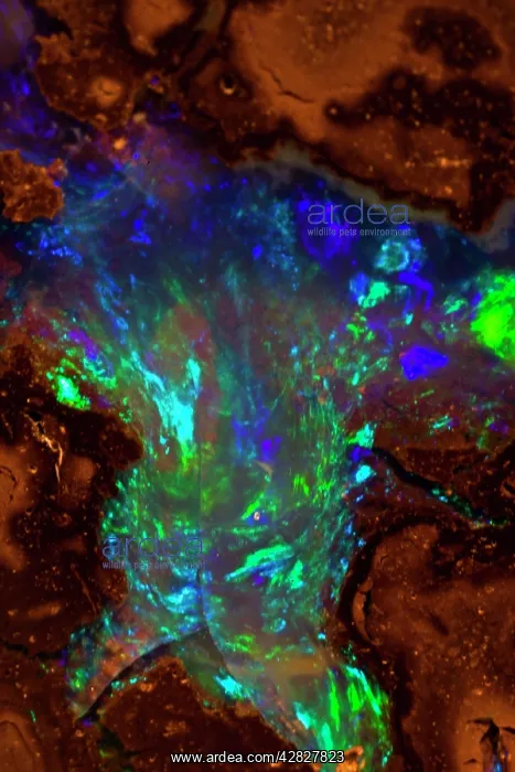  : Opal - Mined in Yowah - Queensland Australia