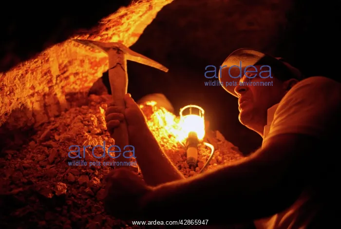 : Opal mining miner using pick to find opal traces : Opal mining miner using pick to find opal traces