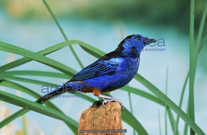 : Opal-rumped TANAGER : Opal-rumped TANAGER