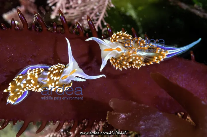  : Opalescent Nudibranch, Hermissenda crassicornis