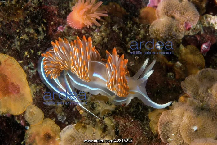 : Opalescent nudibranch Hermissenda crassicornis Alaska Unites : Opalescent nudibranch Hermissenda crassicornis Alaska Unites