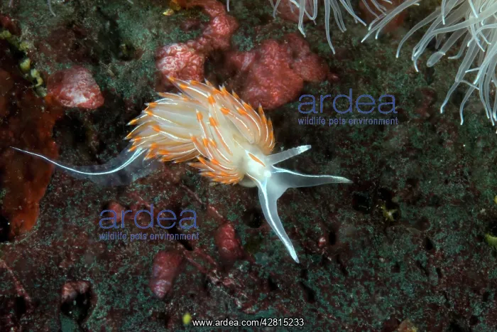 : Opalescent nudibranch Hermissenda crassicornis Vancouver Isl : Opalescent nudibranch Hermissenda crassicornis Vancouver Isl