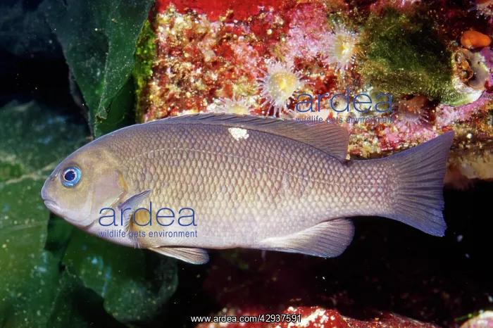 : OPALEYE Fish : OPALEYE Fish