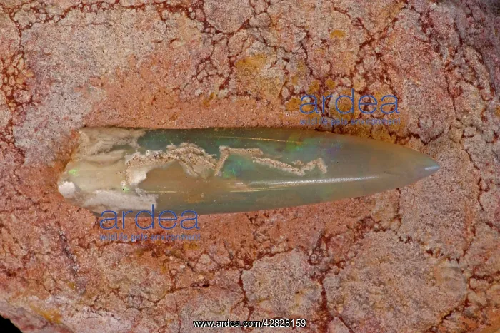 : Opalized Belemnite Fossil (Neohilobites sp) : Opalized Belemnite Fossil (Neohilobites sp)