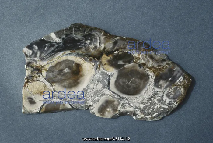  : Opalized Wood