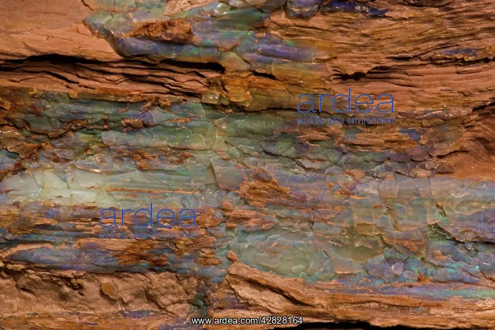 : Opalized Wood - Rainbow Ridge Opal Mine : Opalized Wood - Rainbow Ridge Opal Mine