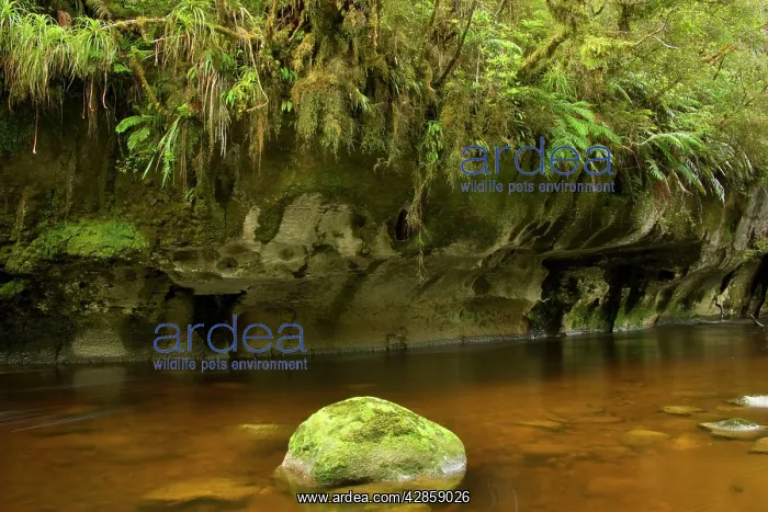  : Oparara river - picturesque Oparara river flowing