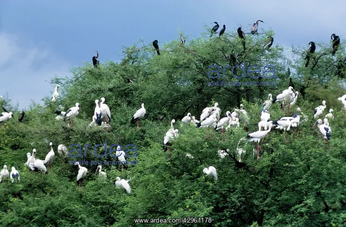 : Open-Bill Stork - group in tree : Open-Bill Stork - group in tree