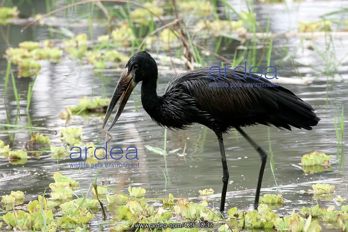 : Open-billed Stork : Open-billed Stork