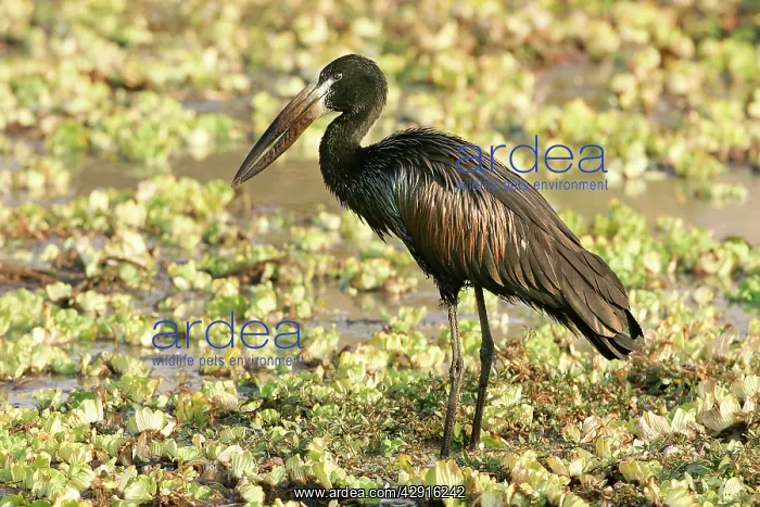 : Open-billed Stork : Open-billed Stork