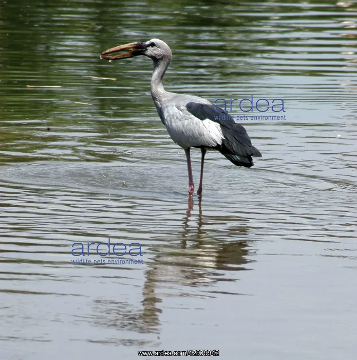 : Open billed stork - Standing in water : Open billed stork - Standing in water