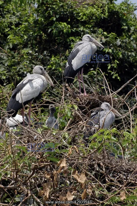 : Open billed stork - In trees : Open billed stork - In trees