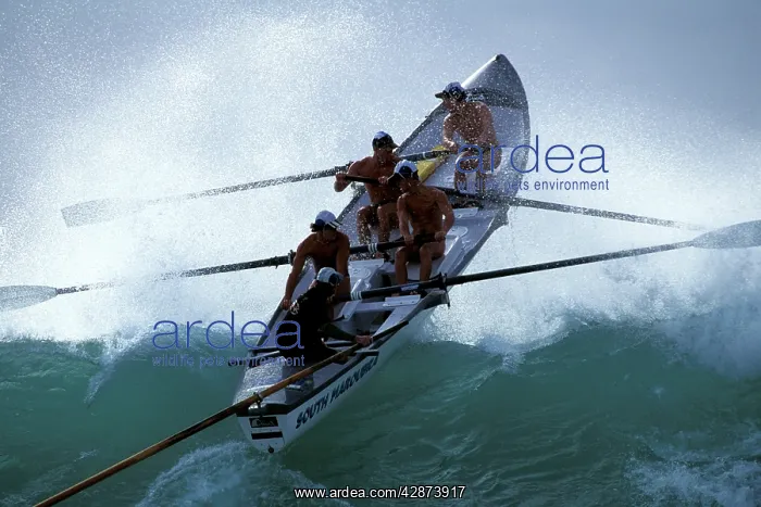 : Open boat race Surf Life Saving Carnival : Open boat race Surf Life Saving Carnival