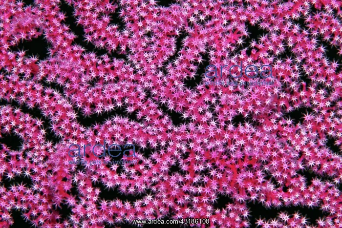 : Open coral polyps on Mopsella sea fan (Mopsella) : Open coral polyps on Mopsella sea fan (Mopsella)