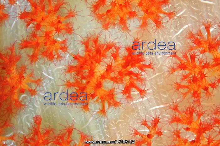 : Open coral polyps on the trunk of a soft coral (Dendronephth : Open coral polyps on the trunk of a soft coral (Dendronephth