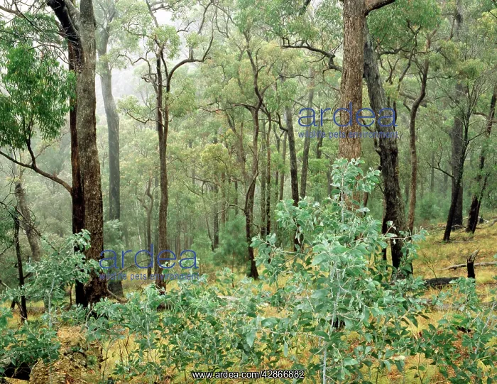 : Open Eucalypt forest Victoria : Open Eucalypt forest Victoria