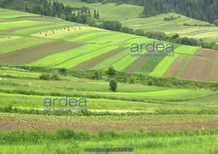 : Open field systems in Tatra foothills : Open field systems in Tatra foothills