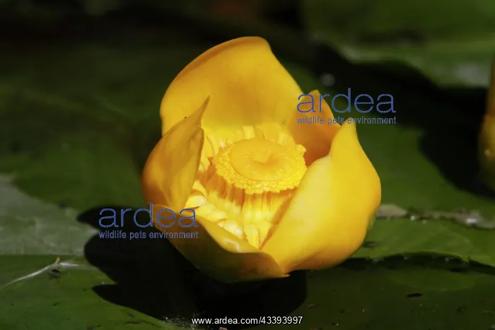 : Open flower of a pond-lily (Nuphar), Peene Valle : Open flower of a pond-lily (Nuphar), Peene Valle
