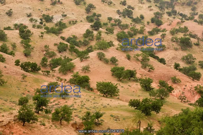 : Open grazed degraded forest of the rare Argan tree : Open grazed degraded forest of the rare Argan tree