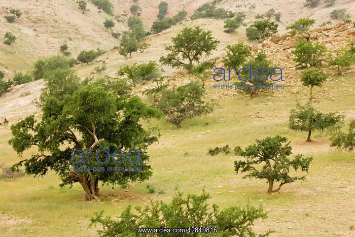 : Open grazed degraded forest of the rare Argan tree : Open grazed degraded forest of the rare Argan tree