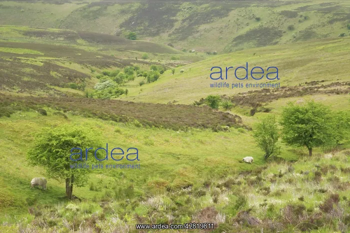 : Open High Moorland : Open High Moorland