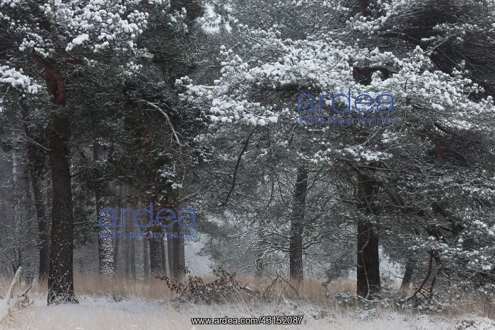: Open pine forest with snow, The Netherlands, Noord-Brabant : Open pine forest with snow, The Netherlands, Noord-Brabant