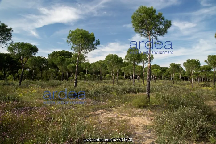 : Open Umbrella Pine forest on sand-dunes : Open Umbrella Pine forest on sand-dunes