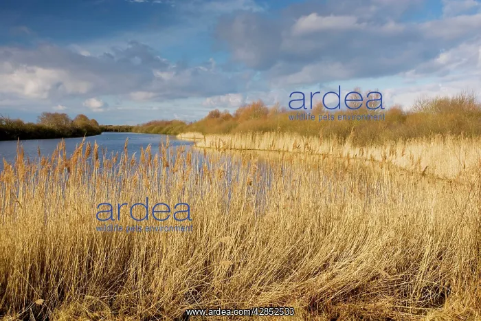 : Open water with reed-beds at the Marquenterre Ornithological : Open water with reed-beds at the Marquenterre Ornithological