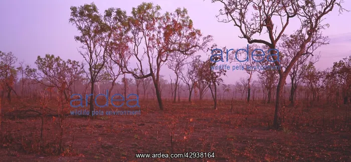 : Open woodland forest, late in dry season.Kakadu : Open woodland forest, late in dry season.Kakadu