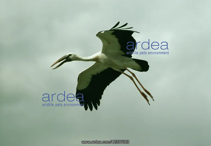 : Openbill STORK - in flight : Openbill STORK - in flight