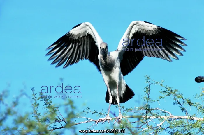 : Openbill Stork - young : Openbill Stork - young