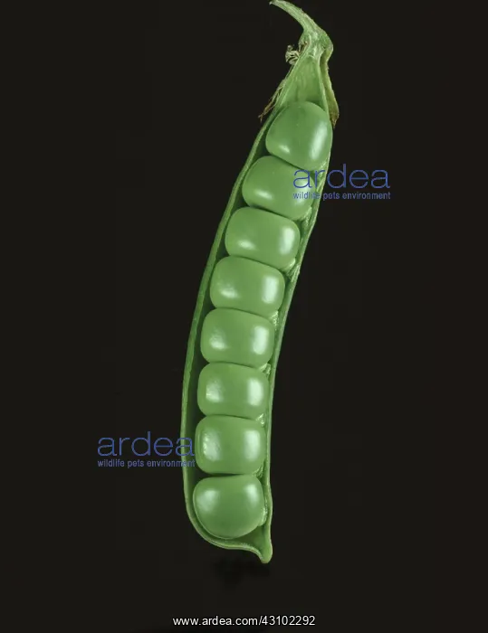 : Opened pea pod showing tightly packed peas : Opened pea pod showing tightly packed peas