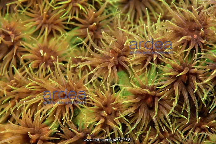 : Opened polyps, polyp, black sun coral (Tubastraea : Opened polyps, polyp, black sun coral (Tubastraea
