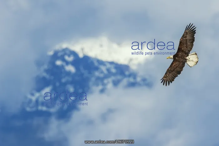  : Opening through the clouds, bald eagle flying, Washington